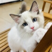 超ホヤホヤ最新画像✨美しさでメロメロにしちゃうぞ〜♥ラグドールくん！