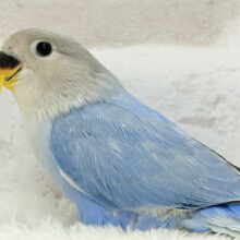 まるっと可愛いペンギンフォルム🐥コザクラインコ(ブルーオパーリン) ヒナ