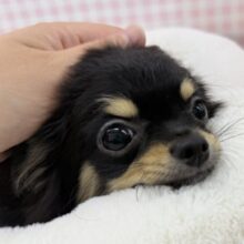 最新画像！元気の塊のようなチワワ来ましたー