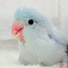 透明感🫧爽やかブルーの天使🧚マメルリハ(アメリカンホワイト) ヒナ 男の子