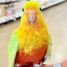 【最新画像更新🪄】初入舎👑キングパロット👑🫧キンショウジョウインコ(イエロー)