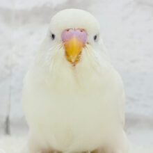 でっかいぞー！！！ジャンボセキセイインコ(ダブルファクター) ヒナ