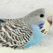 優しいお顔が印象的.*･ﾟジャンボセキセイインコ(ノーマル) ヒナ