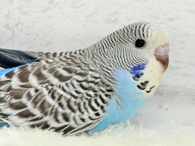 優しいお顔が印象的.*･ﾟジャンボセキセイインコ(ノーマル) ヒナ