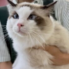 BIGなイケメン！ラグドールくん✨