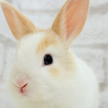 ほっと一息☕️カフェラテさん♥ミニウサギ(女の子)