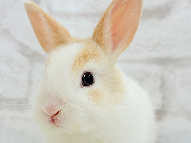 ほっと一息☕️カフェラテさん♥ミニウサギ(女の子)