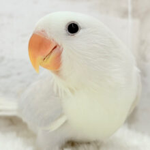 【最新画像更新🪄】なでなでだーい好き♥コザクラインコ(ダイリュートブルーバイオレットシナモンオパーリン) ヒナ