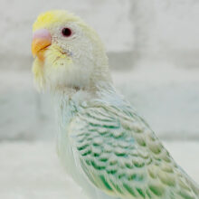 【最新画像更新🪄】一目ぼれって、あるみたいだよ～☆　セキセイインコ　ファロー　～～