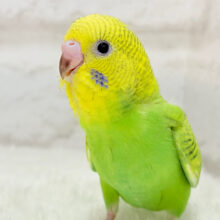 【最新画像更新🪄】お茶さそう～～　可愛い表情☆　セキセイインコ　スパングル～～