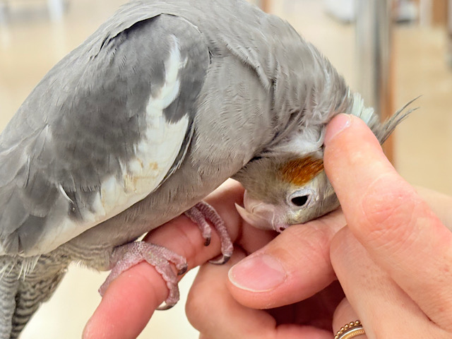 もっともっと、たくさんなでて〜♡♥♡オカメインコ(ノーマル)