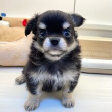 🐻‍ちっちゃなこぐまくん🧸ロング・チワワ(ブラックタン＆ホワイト)🖤男の子🤍2025年5月31日生まれ