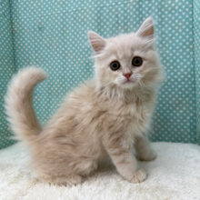 甘ったれboy🩷じゃれるの大好きなラガマフィンの男のコきました💫