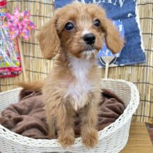 甘えん坊𝑮𝑰𝑹𝑳♬︎♡ハーフ犬(キャバリア✖️トイプードル︎)︎💕︎女の子︎💕︎2025年4月18日生まれ