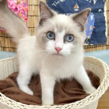 💖きゅんを受けとって(っ’-‘)╮ =͟͟͞͞♡)💖ラグドール(ブルーポイントバイカラー)💙男の子💙2025年2月28日生まれ