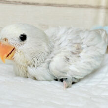 将来が楽しみ♬ワクワクが止まらない⚡︎⚡︎コザクラインコ ヒナ