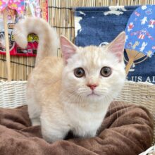 にゃんでぃ〜𝑻𝒖𝒏𝒆🎵💕マンチカン(クリームタビー)🍨男の子💙2025年3月30日