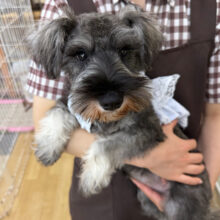 ずっとくっついてくるよ〜✨たっぷり甘えたい🩷ミニチュアシュナウザーの女のコきました🌟