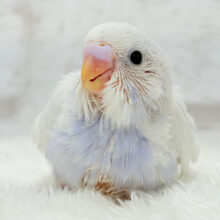 溢れ出る可愛さと上品さ🐣🫧セキセイインコ(ライラック) ヒナ