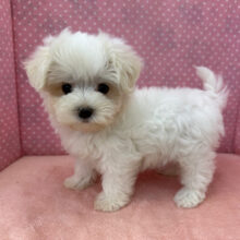 おっとり遊び好きなマルチーズの女のコきました✨