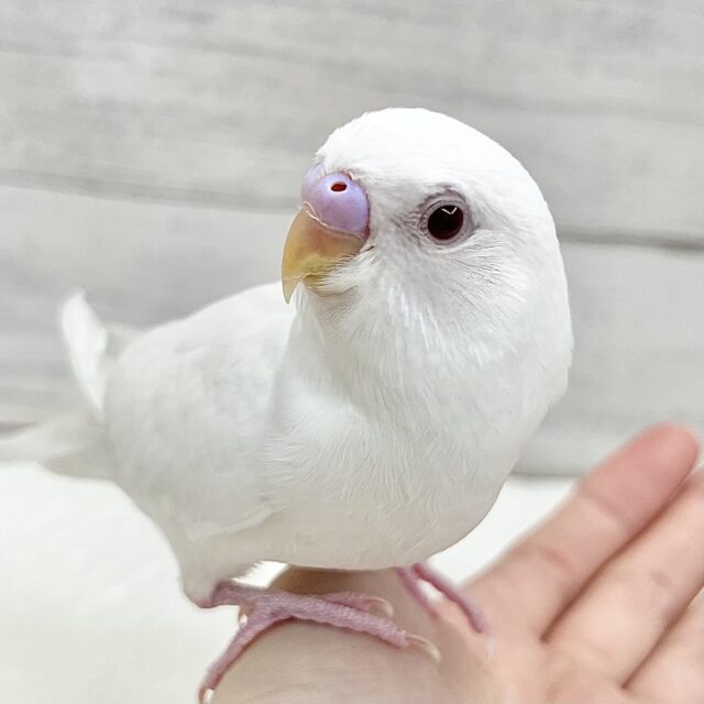 セキセイインコ（アルビノ）　赤いおめめがチャームポイント♪