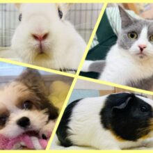 🍉𝐒𝐮𝐦𝐦𝐞𝐫 𝐟𝐚𝐢𝐫開催中☀️ワンニャン＆ウサモルに癒されちゃいましょ〜.ᐟ.ᐟ⭐️