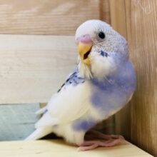 美しい色、模様に癒されますッ💜セキセイインコのパイドカラー！！