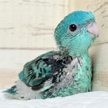 輝きレベル宝石級💎.*サザナミインコ(ターコイズ) ヒナ