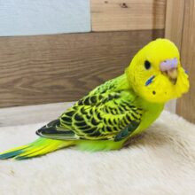やっぱり王道人気のこのカラー‎⭐️ ̖́-‬‎セキセイインコのオパーリン！
