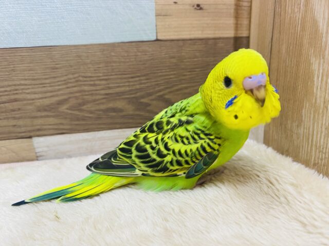 やっぱり王道人気のこのカラー‎⭐️ ̖́-‬‎セキセイインコのオパーリン！