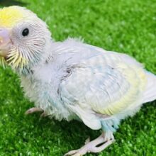 可愛いが溢れてる✨パステルレインボースパングルパイド