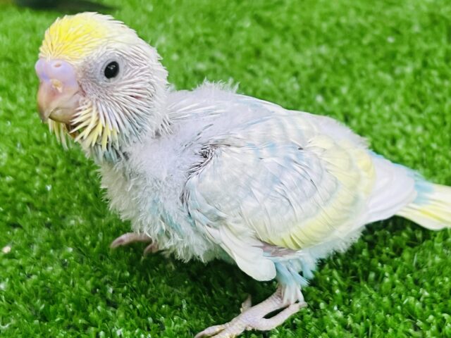 可愛いが溢れてる✨パステルレインボースパングルパイド