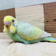 幸運✨幸福をもたらしてくれるエメラルド💎.*お顔はキリッとセキセイインコ(パステルカラーレインボー)🌈