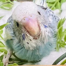 ぷりぷり🩵綺麗な青空カラーのセキセイインコ（ブルーパイド）