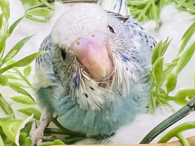 ぷりぷり🩵綺麗な青空カラーのセキセイインコ（ブルーパイド）