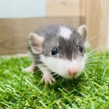 頭のちょんがチャームポイント☝🏻 ̖́-‬白✖️黒のファンシーラット💛