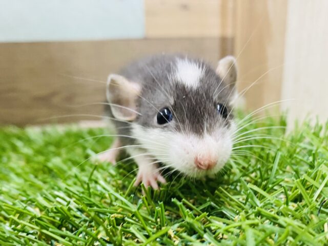 頭のちょんがチャームポイント☝🏻 ̖́-‬白✖️黒のファンシーラット💛