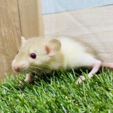 キラキラ輝くルビーアイ🍓✨優しさに包まれちゃいます💕ファンシーラット