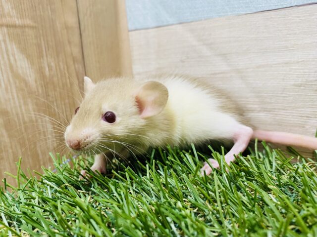 キラキラ輝くルビーアイ🍓✨優しさに包まれちゃいます💕ファンシーラット