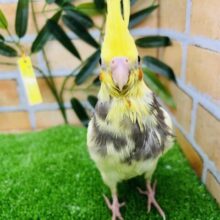 主張強め!黄色が濃いーの！オカメインコ（パイド）