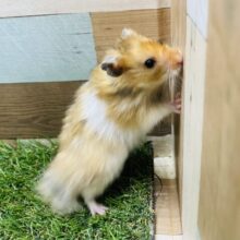 ふわふわな長毛さん- ̗̀ °ʚ🐹ɞ°  ̖́-ゴールデンハムスター🧡