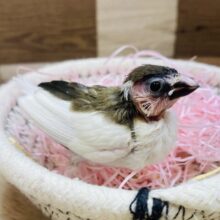 小さいけれどアピール上手( ¨̮ )💕ミニミニ倶楽部の十姉妹さん！！