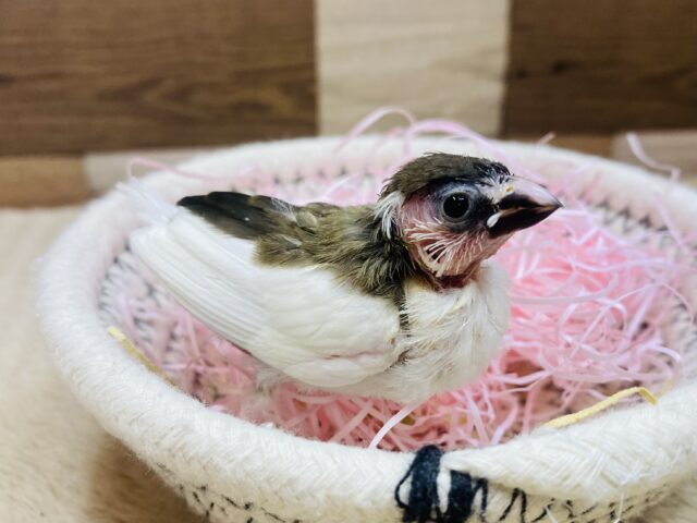 小さいけれどアピール上手( ¨̮ )💕ミニミニ倶楽部の十姉妹さん！！