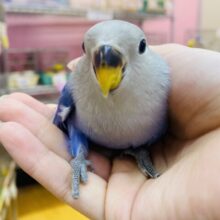 最新画像有ります❗️トリコになっちゃう事間違いなし🪻✨鮮やかなバイオレットオパーリン💜コザクラインコ！