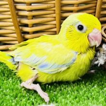 マメレンジャーイエロー！💛マメルリハ（アメリカンイエロー）男の子☆