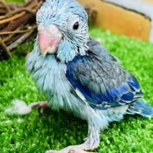 マメレンジャーブルー💙マメルリハ（ブルー）男の子☆