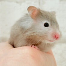 ふわふわおっとりボーイ🐹🌻セーブルハムスター(男の子)