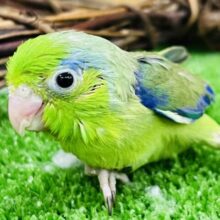 マメレンジャーグリーン‼︎マメルリハ（グリーン）男の子💚