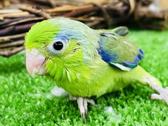 マメレンジャーグリーン‼︎マメルリハ（グリーン）男の子💚