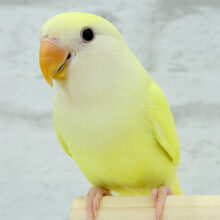 【最新画像・動画更新🪄ひとり餌になりました！】クリーミーたまごちゃん🐣💛コザクラインコ(クリームルチノー)